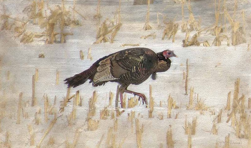 Single Turkey In Field Abstract.jpg