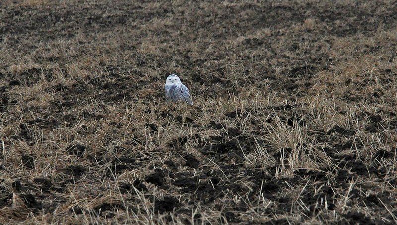 Snowy Owl In Field.jpg