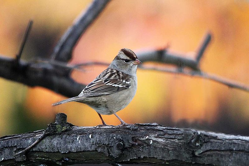 Sparrow On Branch Fall.jpg