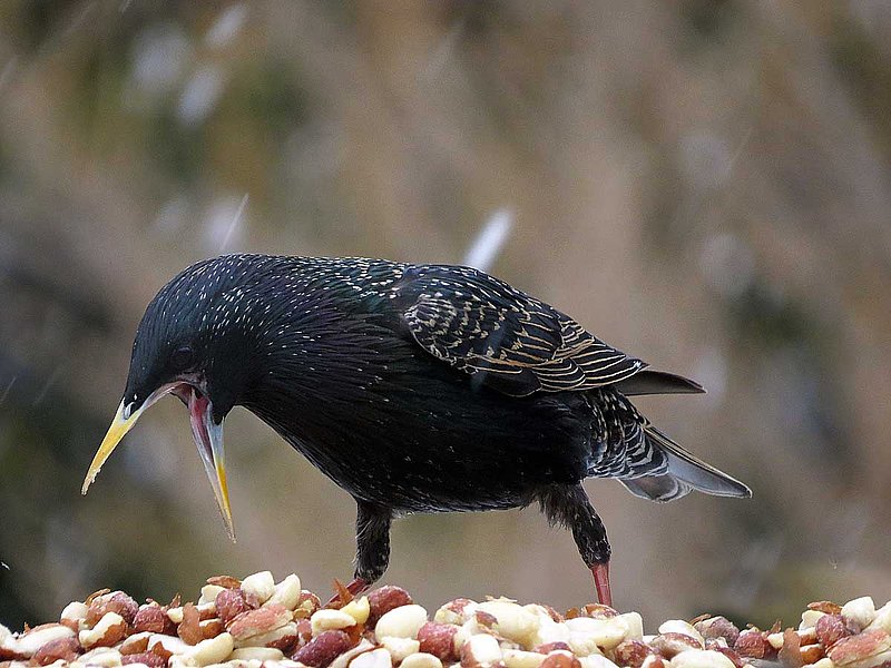 Starling Juvenile Mouth Winter.jpg