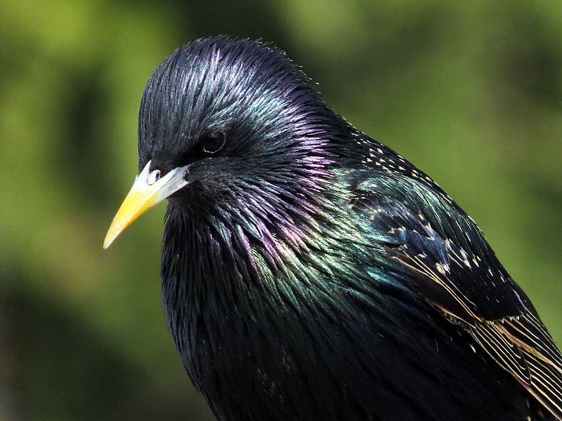 Starling Portrait.jpg