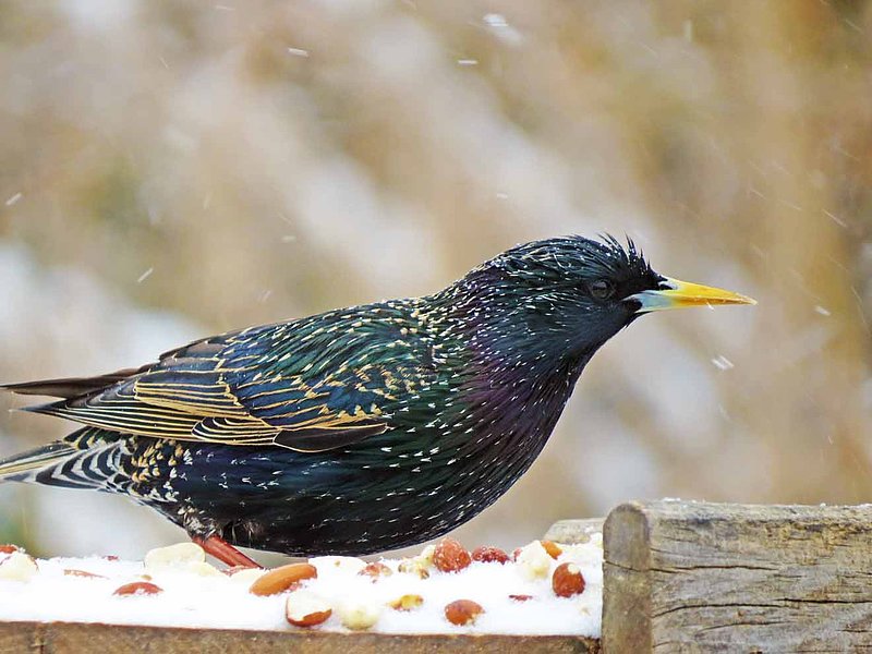 Starling Winter Snow.jpg
