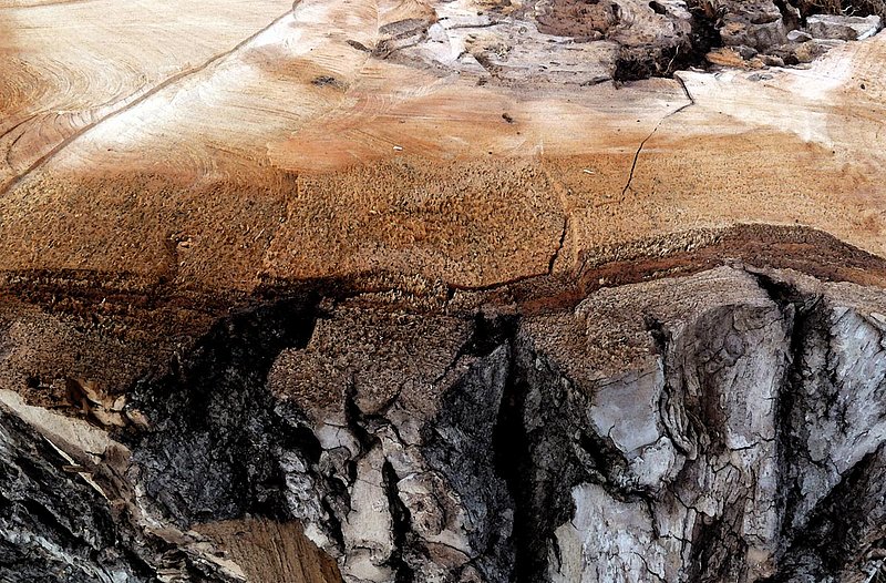 Stump Edge.jpg