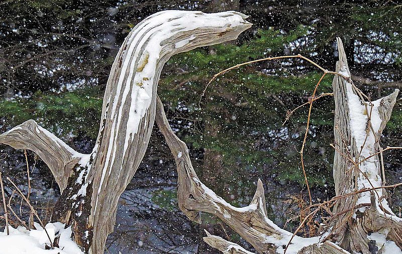 Stump Jumping Snow.jpg
