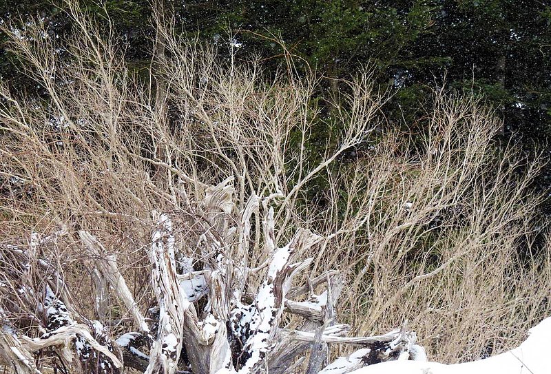Stumps and Bushes Stand Winter.jpg