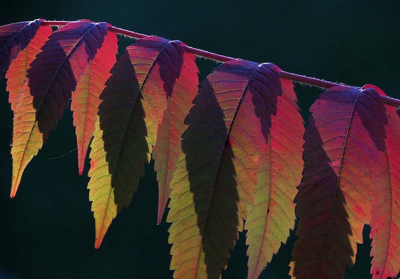 Sumach Leaves in Fall Sunlight.jpg
