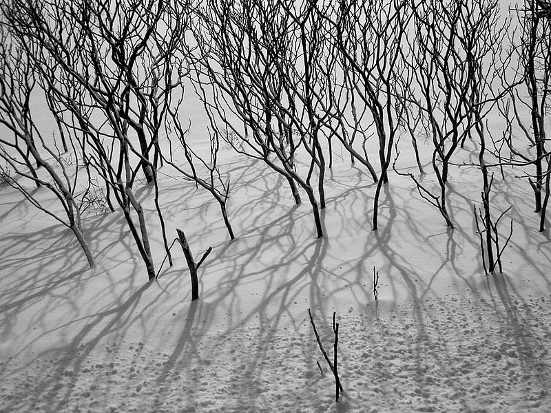 Sumacs in winter BW.jpg ::                                