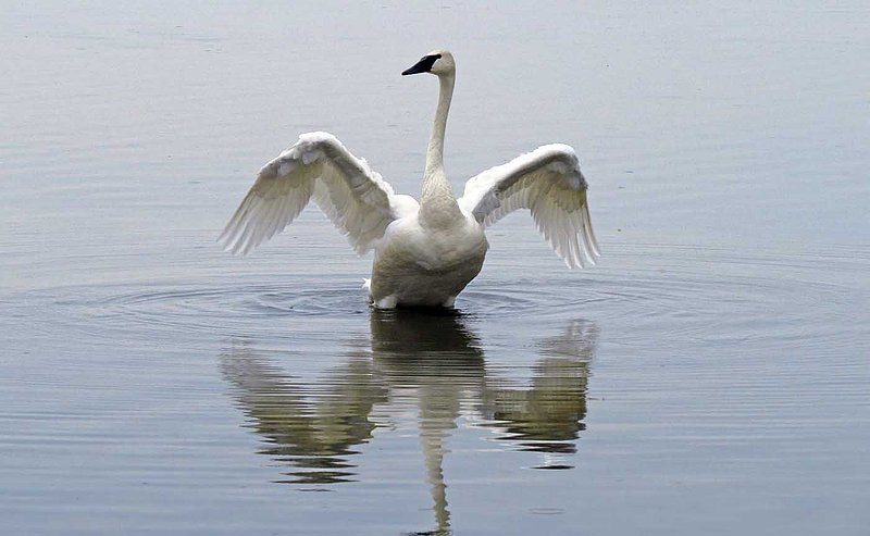 Swan Stretching.jpg