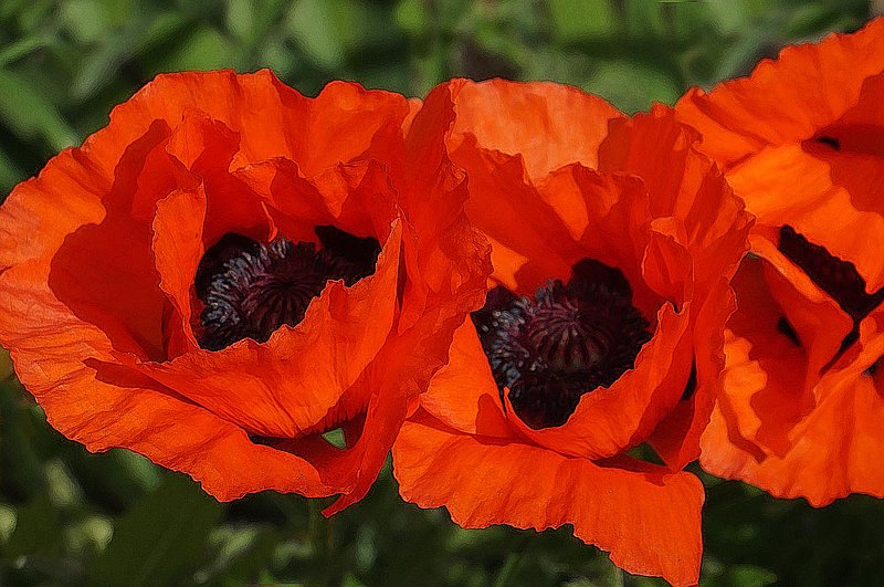 Three Poppies.jpg