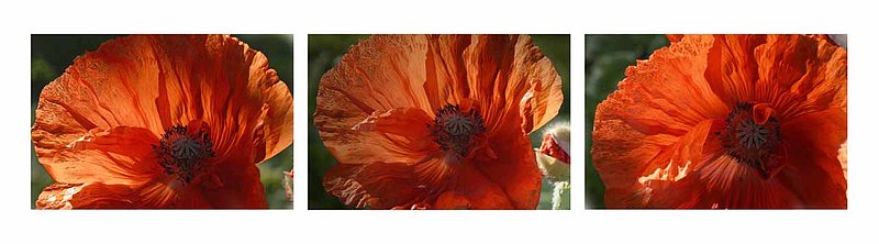 Three Shot Poppy.jpg