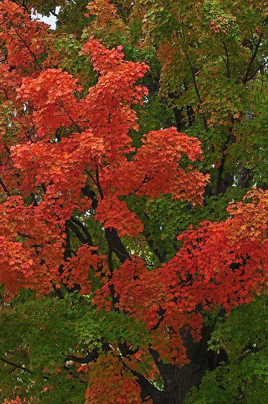 Tree In The Park.jpg