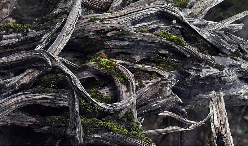 Tree Roots  Lichen.jpg