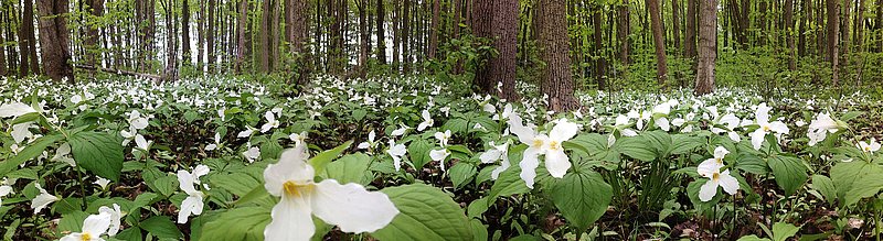 Trilliums.jpg