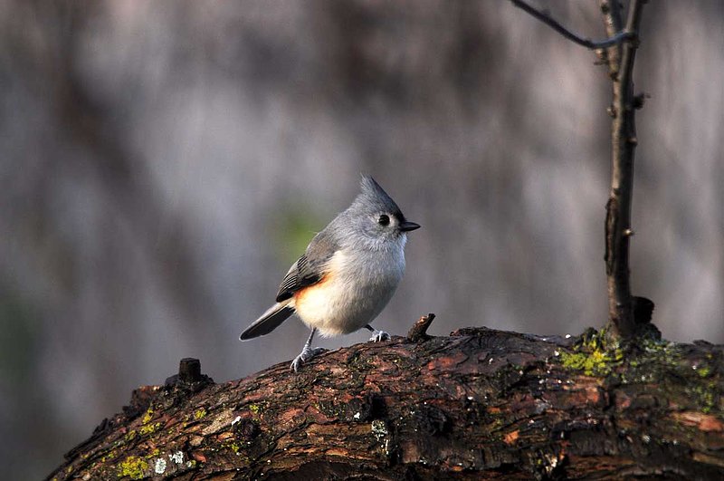 Tufted Titmouse.jpg