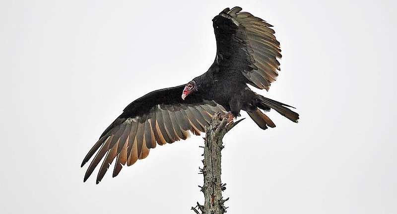 Turkey Vulture Landing.jpg