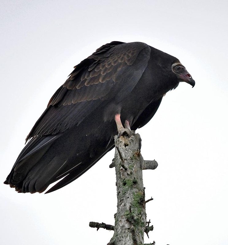 Turkey Vulture.jpg