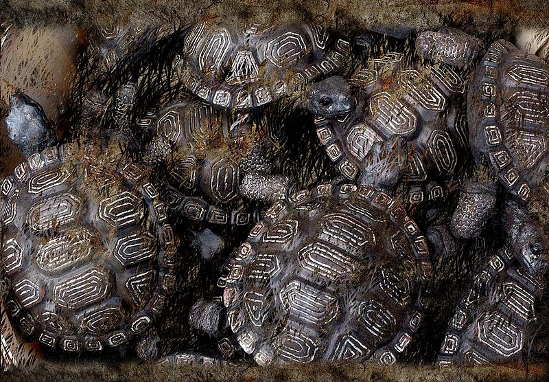 Turtles Abstract.jpg