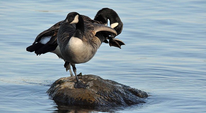 Two Geese On A Rock.jpg