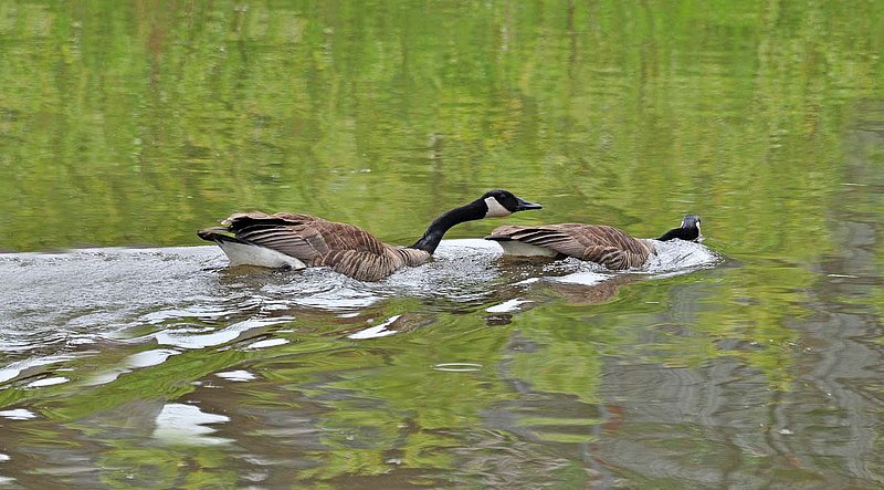 Two Geese Swimming.jpg