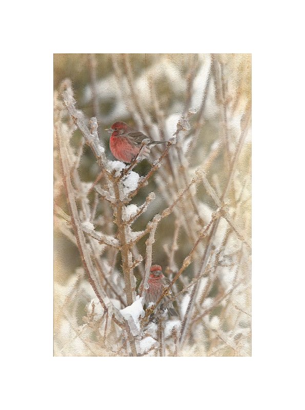 Two House Finchs on Forsythia Abstract.jpg