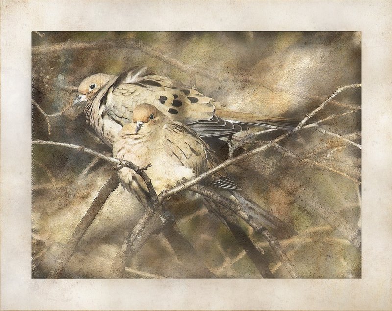 Two Mourning Doves Abstract.jpg