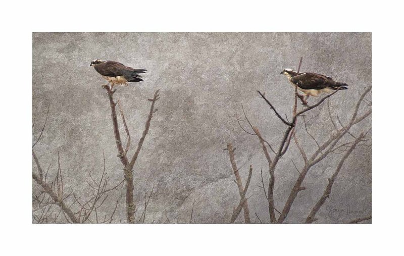 Two Ospreys In Tree Abstract.jpg