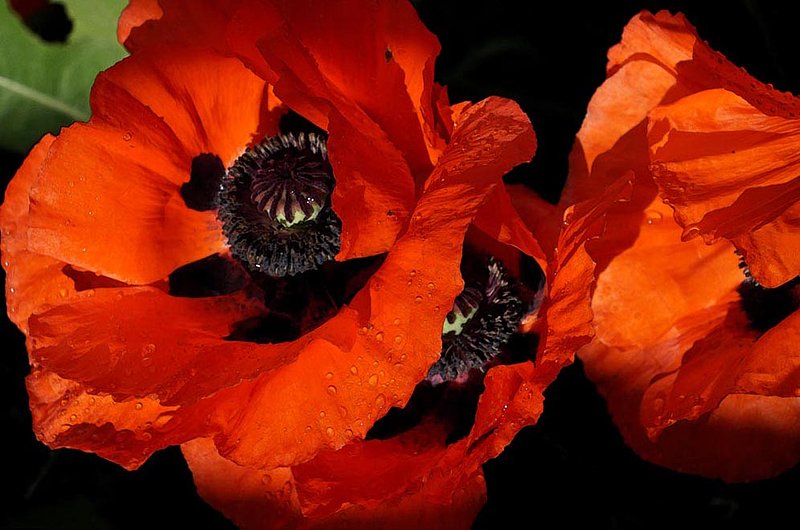 Two Poppies In Rain.jpg