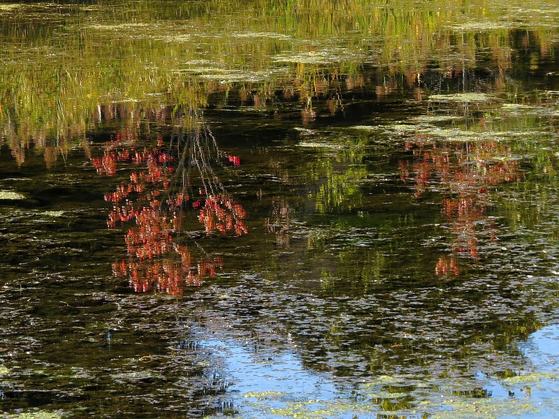 Wetland Reflections Fall.jpg