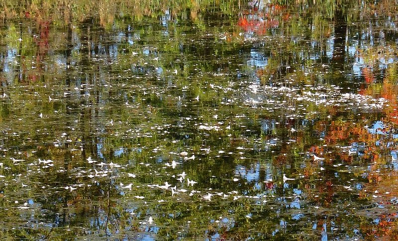 Wetlands Fall Reflections crop.jpg