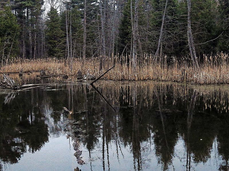 Wetlands Spring Time.jpg