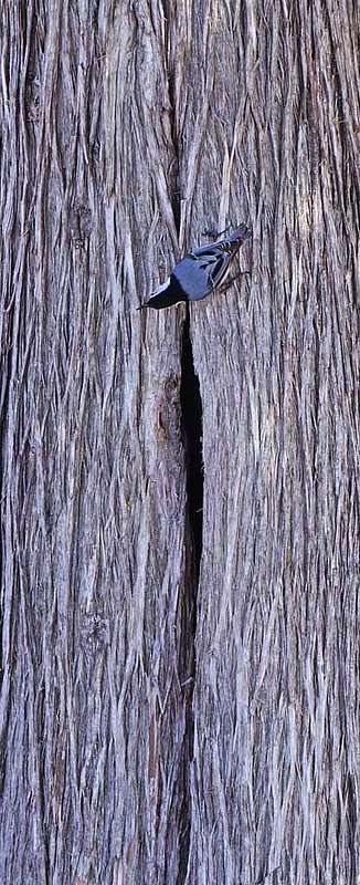 White Breasted Nuthatch Home.jpg