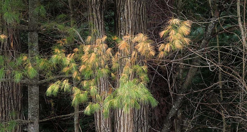 White Pine Spring.jpg