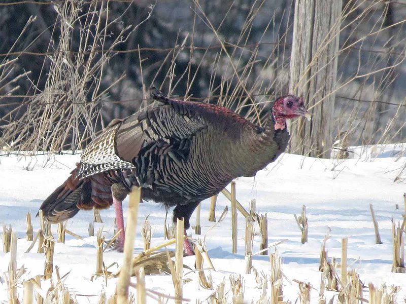 Wild Turkey Winter.jpg