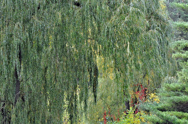 Willow  Pine With Red.jpg