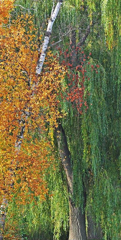 Willows  Birch Portrait.jpg