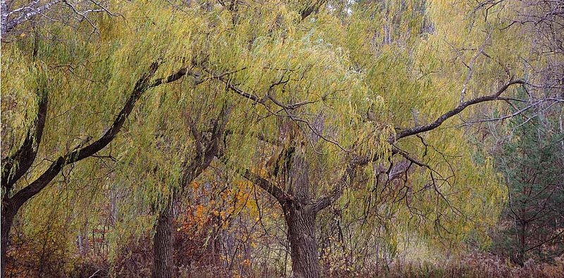 Willows On November Day.jpg