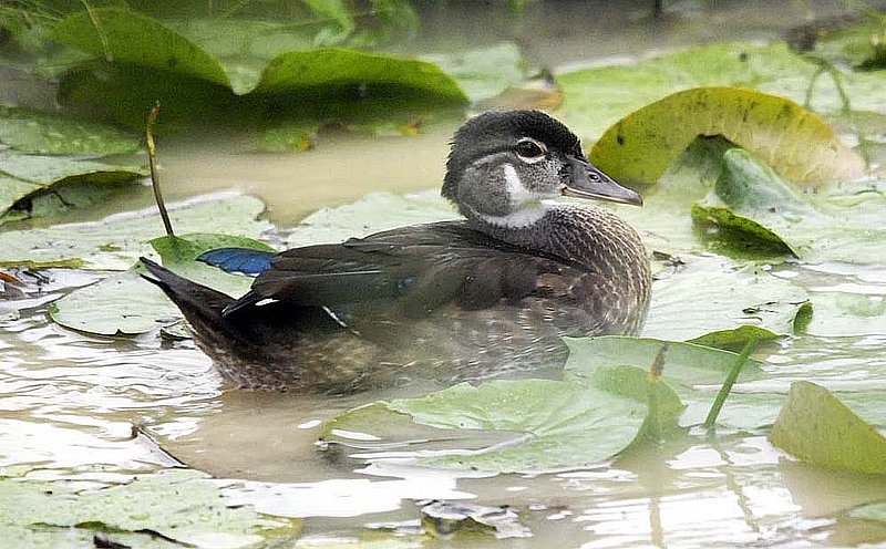 Wood Duck Female.jpg