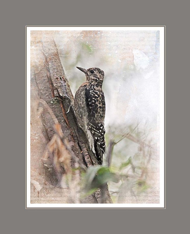 Yellow Bellied Sapsucker Abstract.jpg