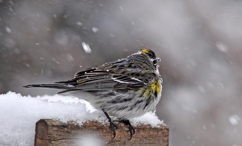 Yellow Rumped Warbler Snow.jpg