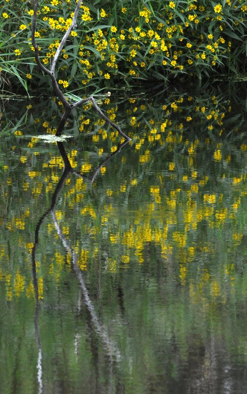 Yellow Vertical Reflections.jpg