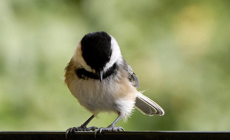 You talking to me.jpg