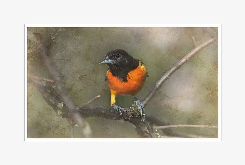 Abstract Oriole on Branch.jpg