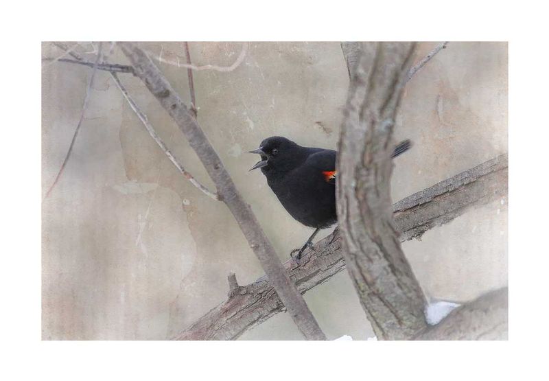 Black Bird Calling on Branch Abstract.jpg
