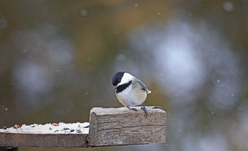 Chickadee  Winter.jpg