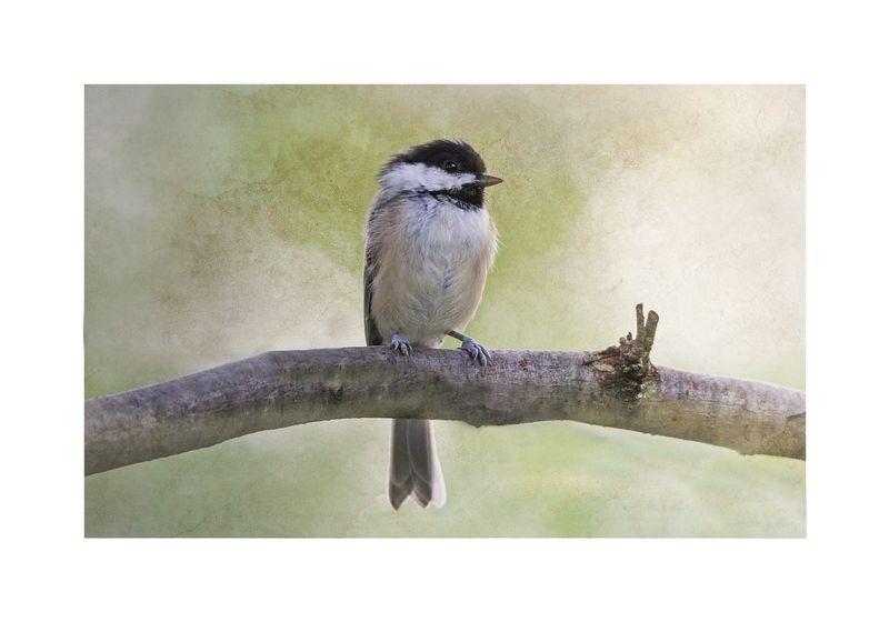 Chickadee Summer Abstract 2.jpg