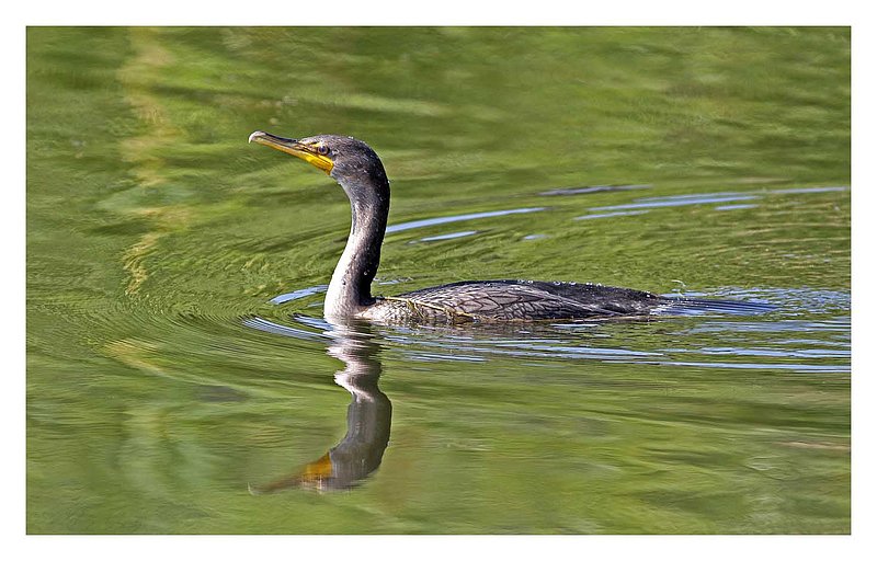 Cormorant Left Side.jpg