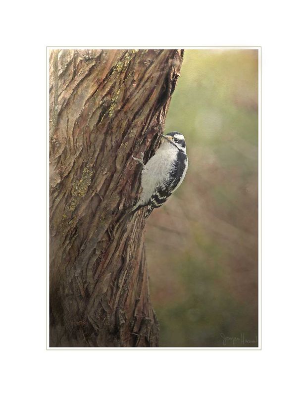 Downy On Tree Trunk Abstract JH2.jpg