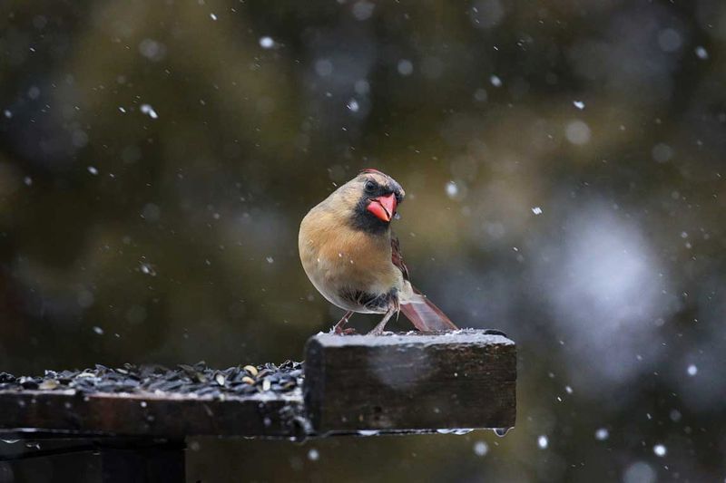 EM-Female Feeder Snowfall.jpg