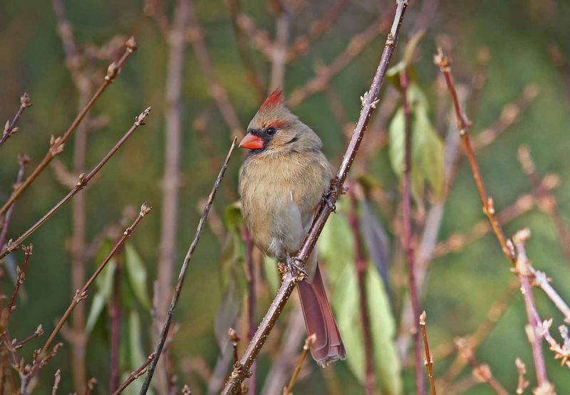 Female Cardinal on Forsythia.jpg