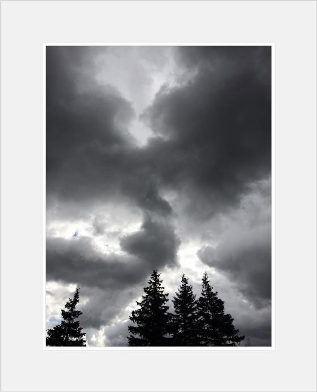 Four Trees.jpg